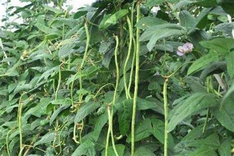 猕猴桃挂果后施什么肥料