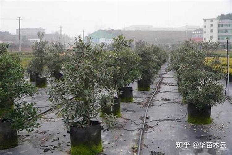 南方入冬可以给金钱树施肥吗。倒一些烟灰可以吗
