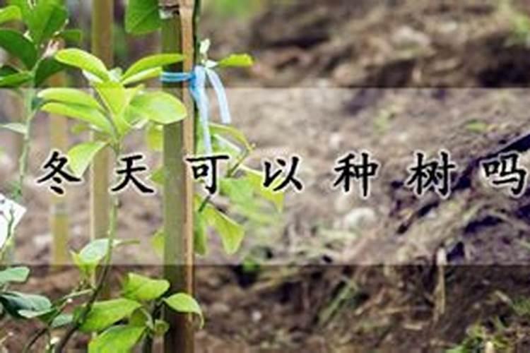 幸福树冬季浇水施肥方法幸福树冬季如何浇水施肥