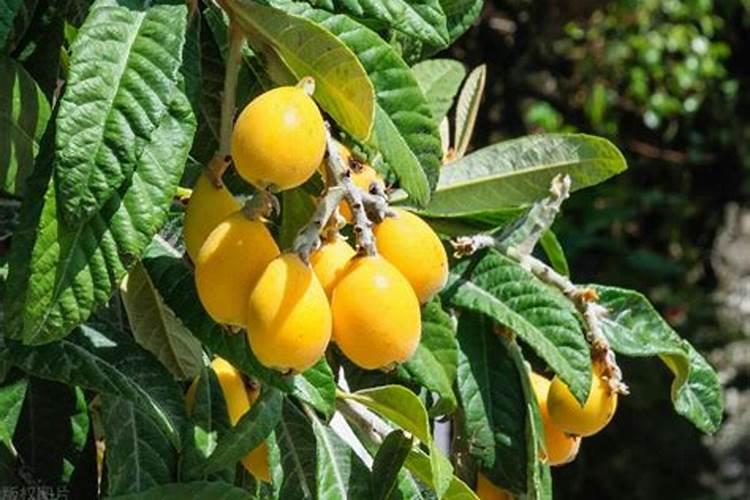 良心谷茶园怎么样 泰安良心谷茶园介绍