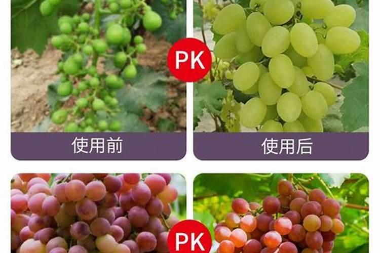 葡萄的生长需要什么肥料(给葡萄施肥什么肥最合适)