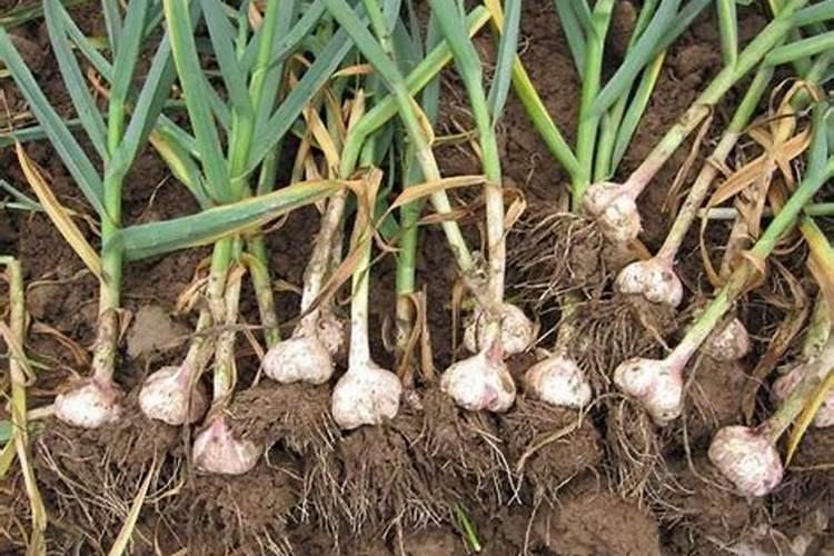 穿心莲养护方法