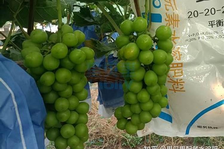 哪一种影响对花青素大