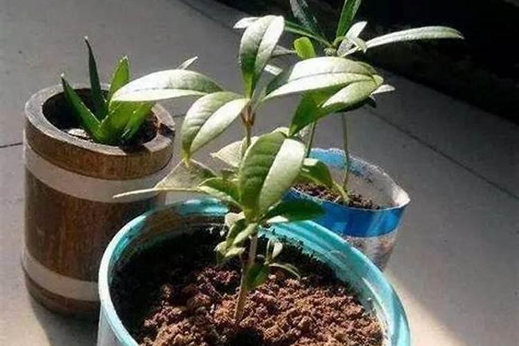 螃蟹塘里要肥水,请问要用油菜籽饼还是其它的好呢