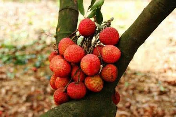 有机肥和无机肥的区别 有机肥和无机肥的区别有哪些