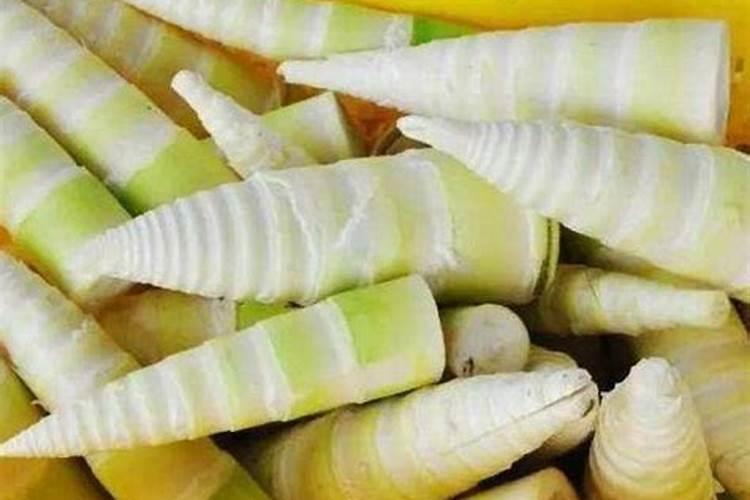 麻竹笋高产种植技术