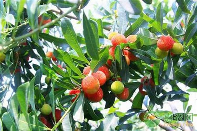 黄腐酸钾最佳使用方法