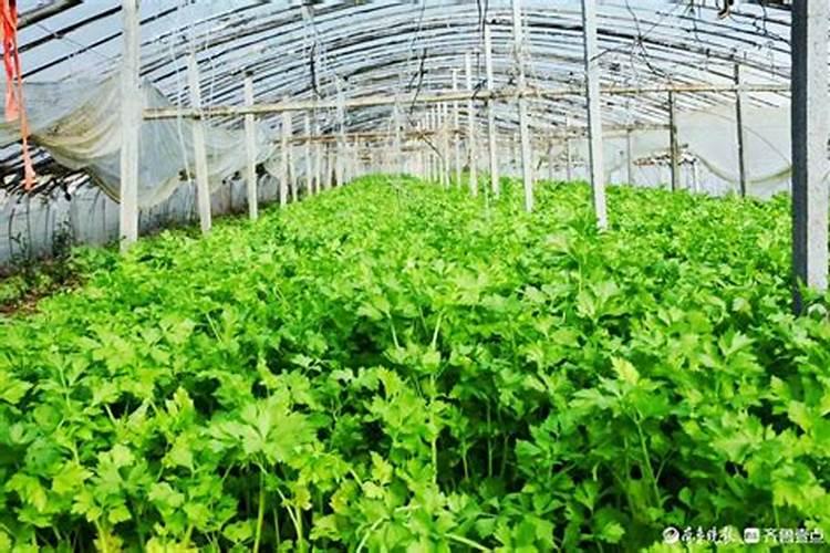 大棚环境下芹菜种植有什么具体技术方法