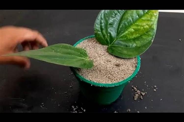 在养花时如何使用磷肥