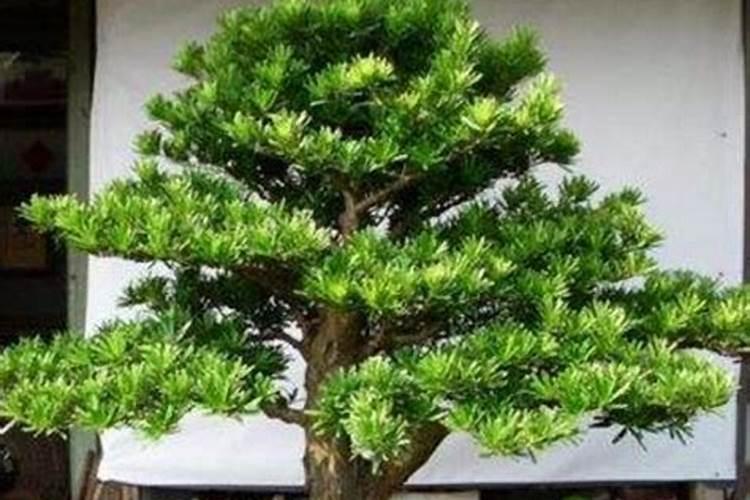 车厘子亩产多少斤