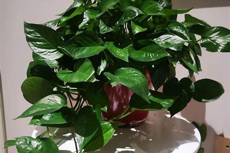 少量的氯化钾可以在苜蓿中使用吗