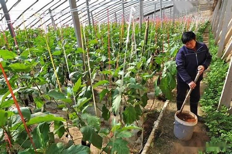 紫花苜蓿施什么肥长得快花卉百科