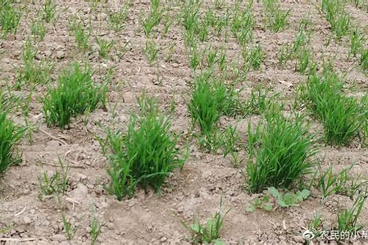 含腐植酸水溶肥料使用方法