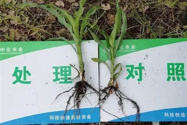 空心菜叶子黄了还可以吃吗