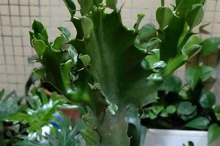 桃树大量落叶是什么原因 桃树落叶有哪些防治方法