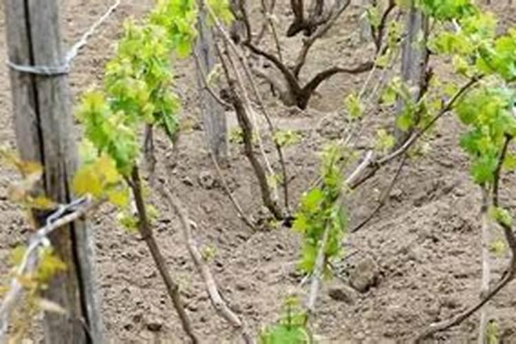 一亩地葡萄施用多少硼肥为佳