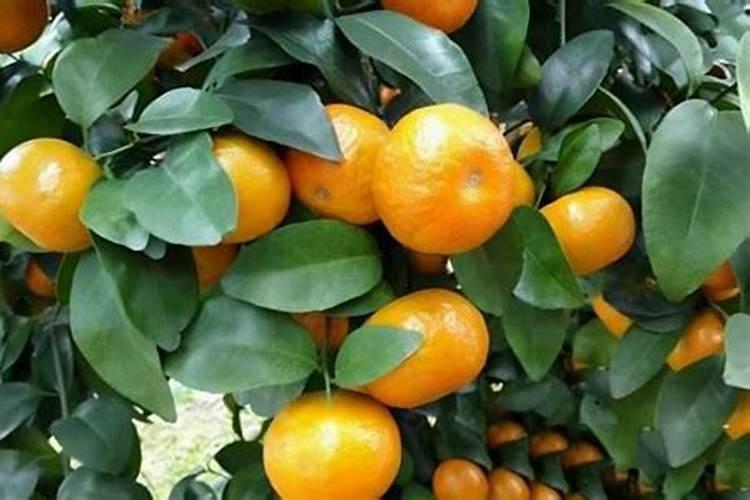 柑橘保花保果用什么药好