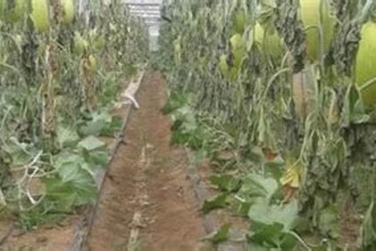 为啥种植油菜要增施硼肥？硼肥的功效都有什么？