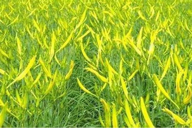 盆栽桔子什么时候剪枝