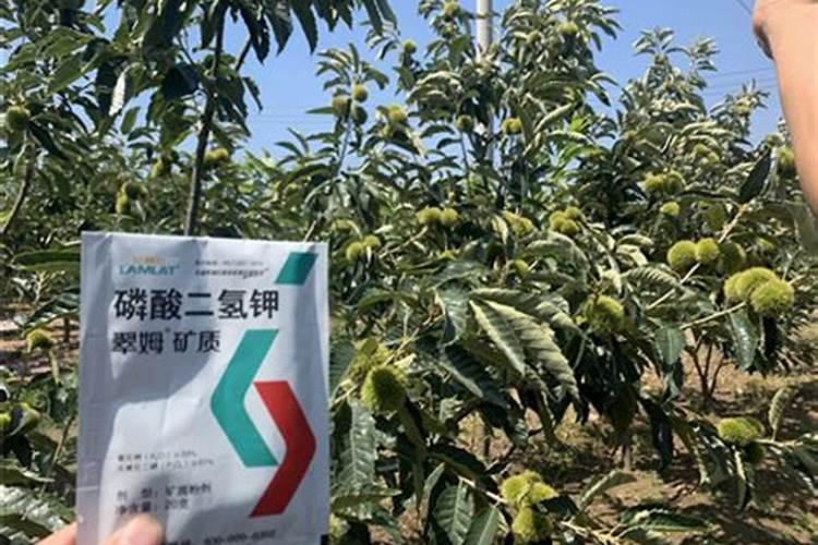 板栗如何施肥才能高产