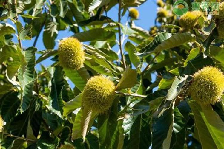 板栗树用什么树苗嫁结