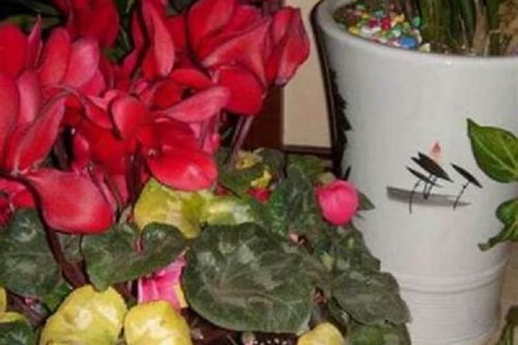 玫瑰花怎样种植