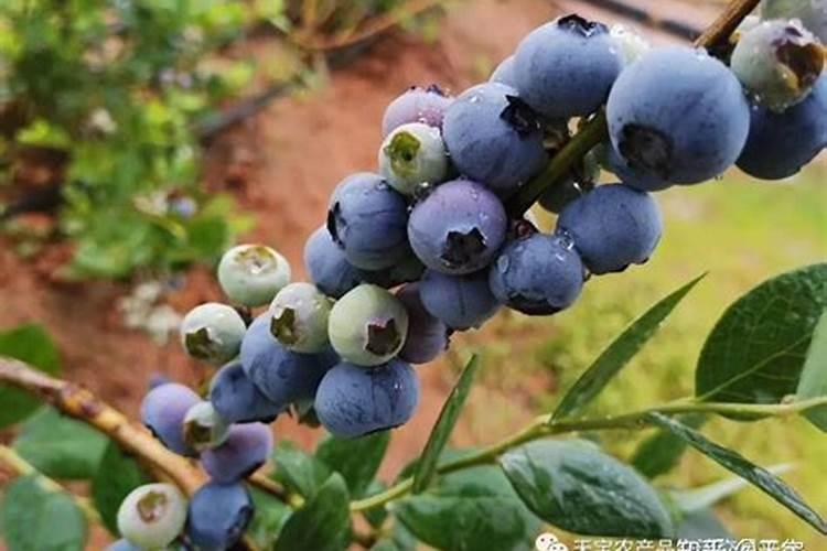 怎样把绿叶植物养得又绿又旺  如何使植物叶子更绿