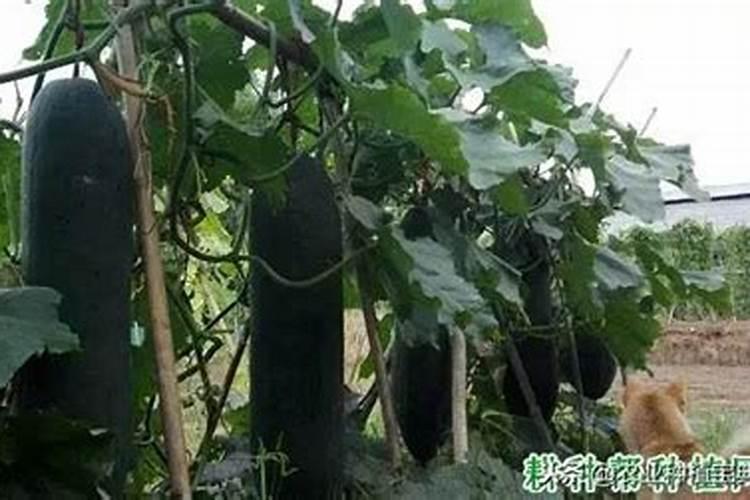 进口亚磷酸钾哪个品牌好