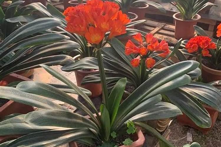 葡萄膨大期如何施肥 葡萄膨大期施什么肥