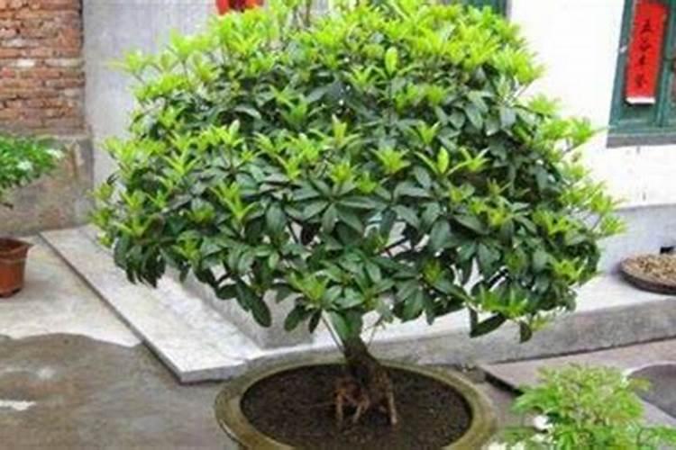 柑橘叶片黄化是由哪些原因引起的