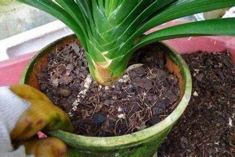 花生开花下针期。施什么肥