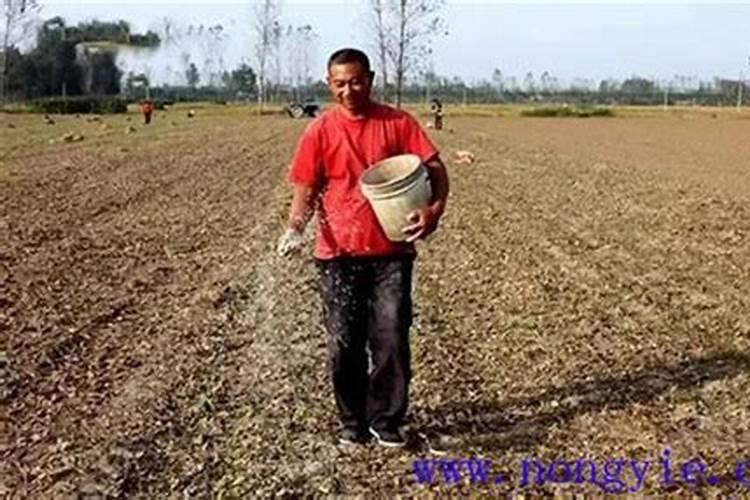 育苗土能不能加肥料