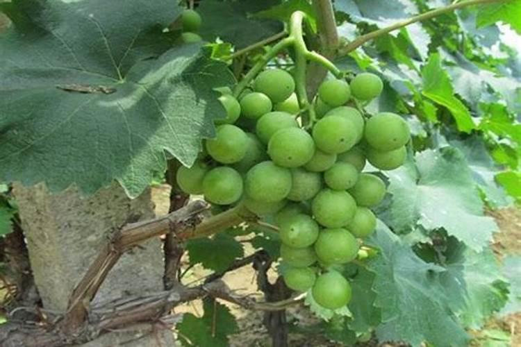 矿源黄腐酸钾浇兰花多少倍合适？