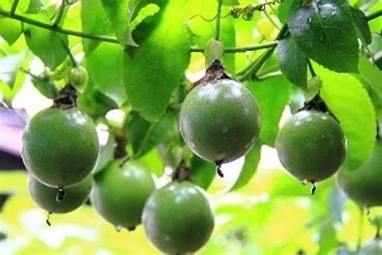 汉果现在是种苗时间段,应该放些什么肥料呢？