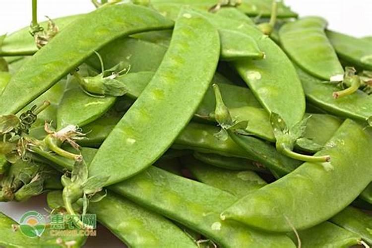 兰花掉叶子是什么原因兰花叶子脱水的原因