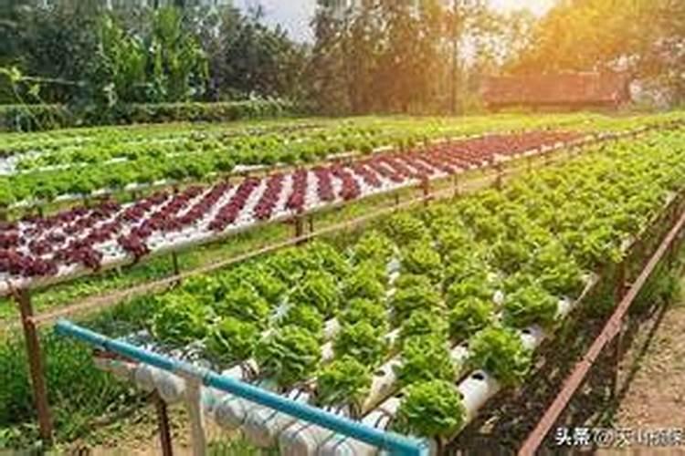 发酵水果皮属于氮肥吗