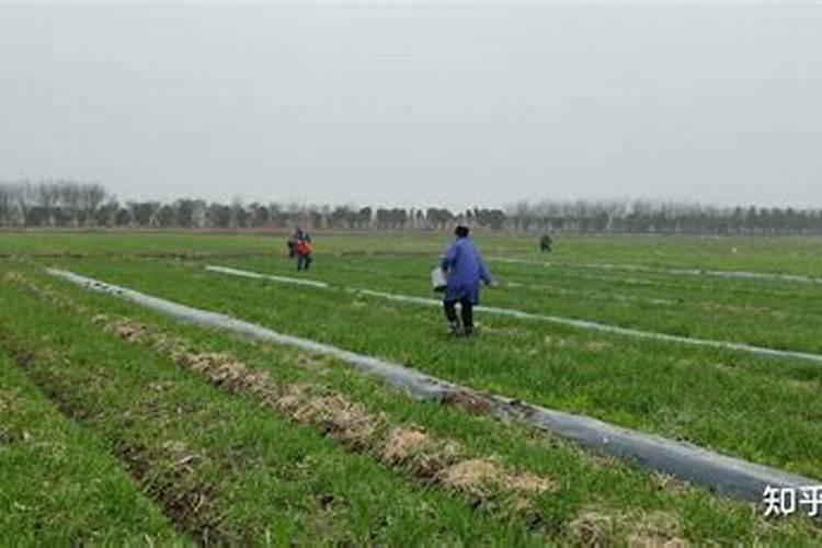 茄子栽培过程中小苏打的使用方法是怎样的