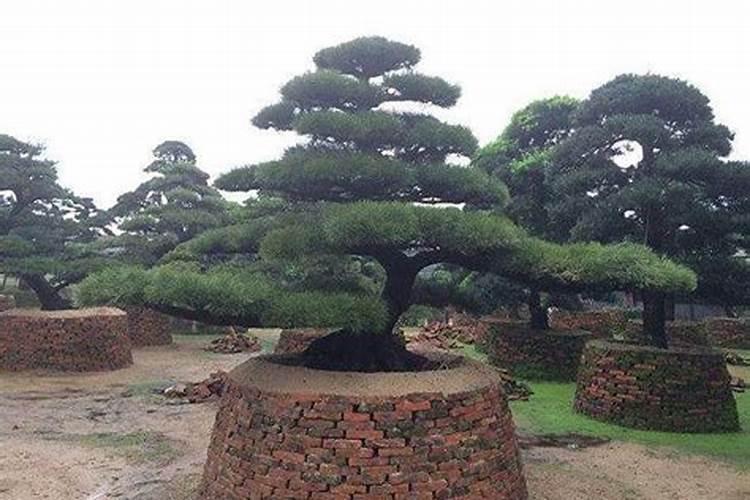 烟叶地里能否打灭草剂