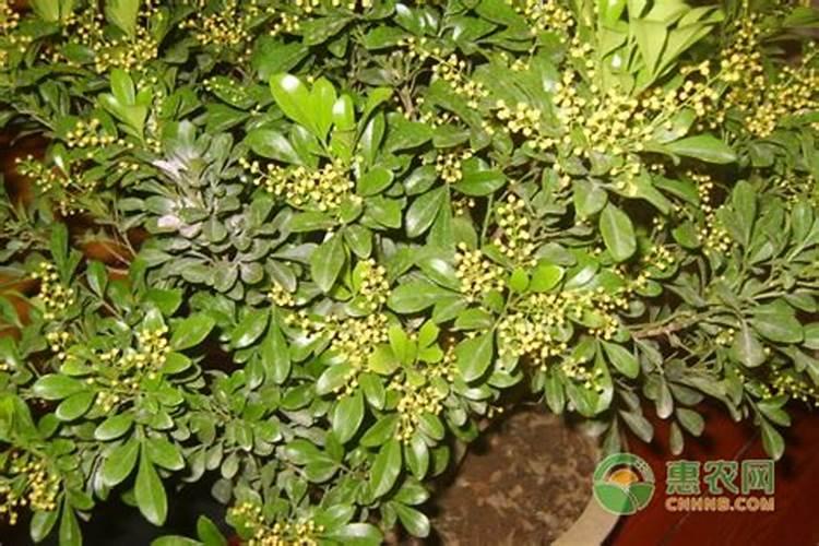 米兰花什么时候施肥