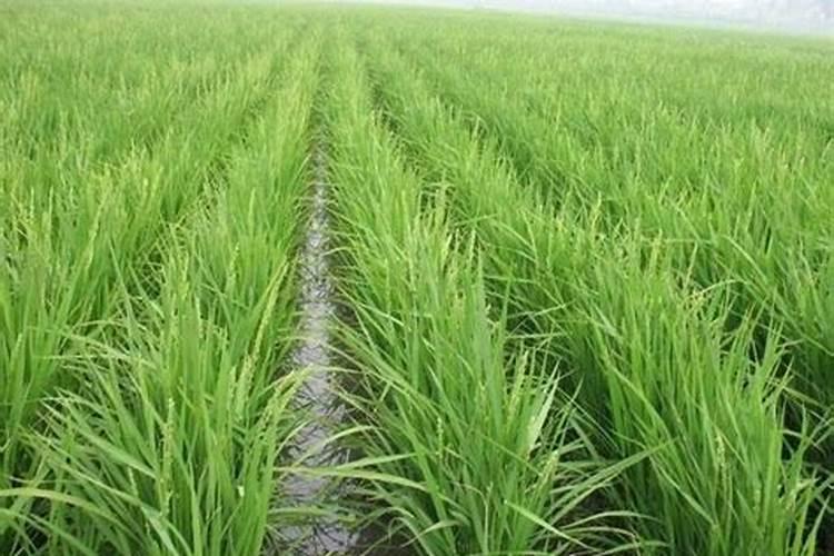 叶绿素叶面肥喷在秧田里能用几次吗？