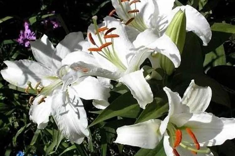 百合施什么肥最好