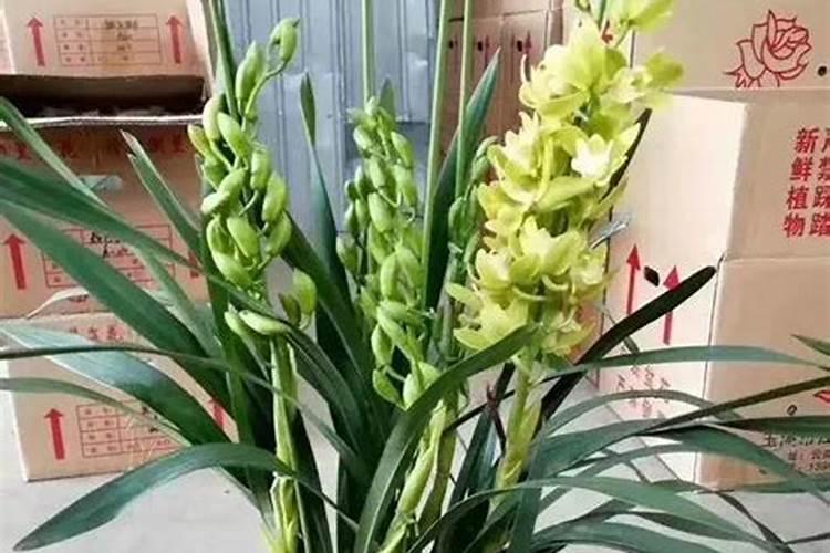 大蒜壮苗生根剂可以知中量水溶肥一起喷施吗？