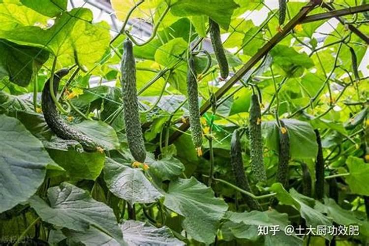 向日葵施肥原则是什么？