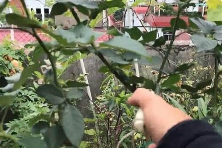 水溶肥能代替复合肥吗