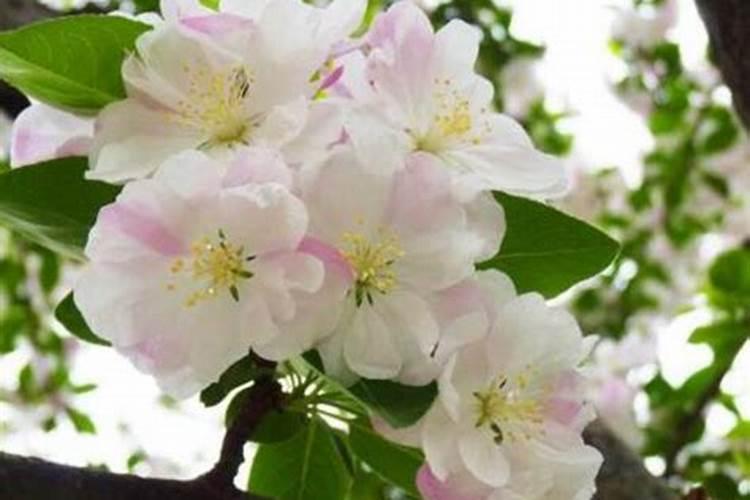 海棠花怎么施肥,海棠花施复合肥最好