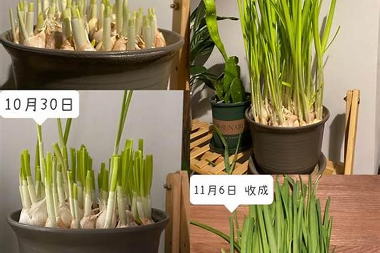 植物缺氮缺磷缺钾分别有什么害处