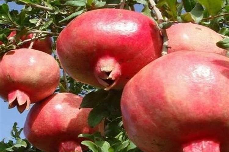 石榴处于结果阶段的时候可不可以施肥呢