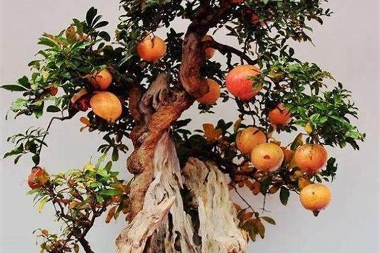 石榴的高产要怎么施肥 石榴施肥需要注意什么