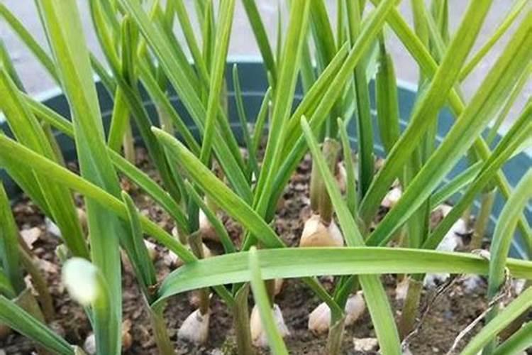 绿萝花茶生长在什么地方 中国哪里产的绿萝花茶最好