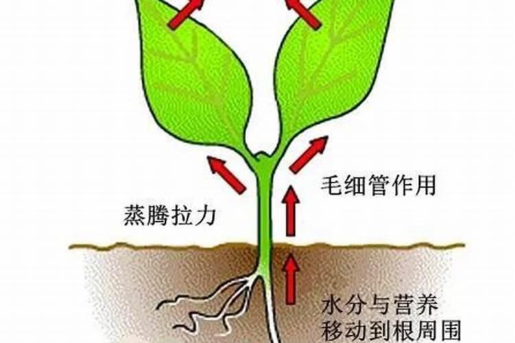 钾盐开发利用现状及发展趋势